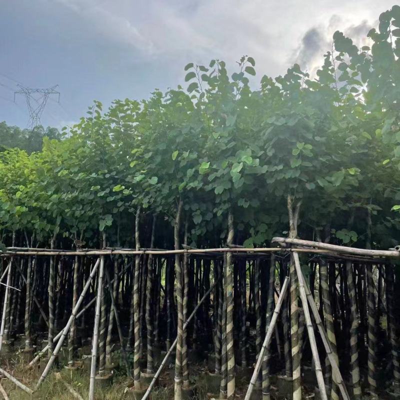 广东宫粉紫荆大量有货，欢迎咨询实地看货。