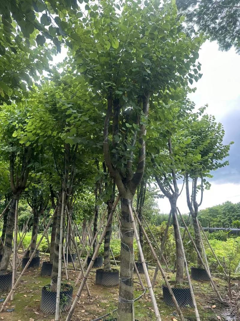 广东宫粉紫荆大量有货，欢迎咨询实地看货。