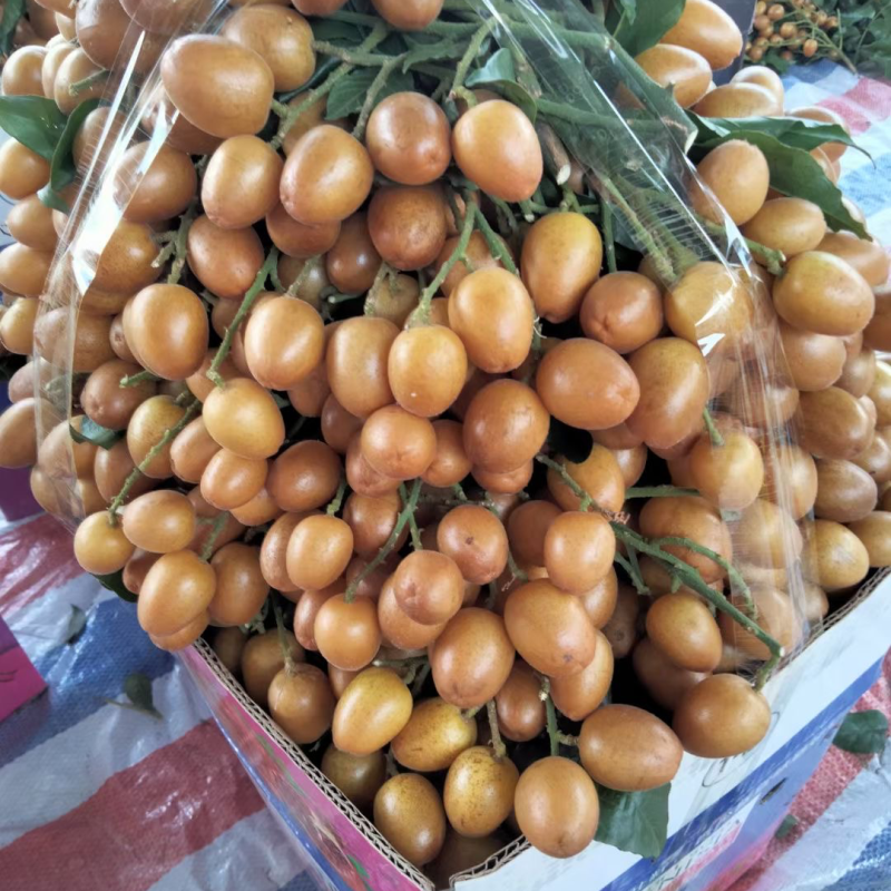 广西钦州浦北黑金刚黄皮