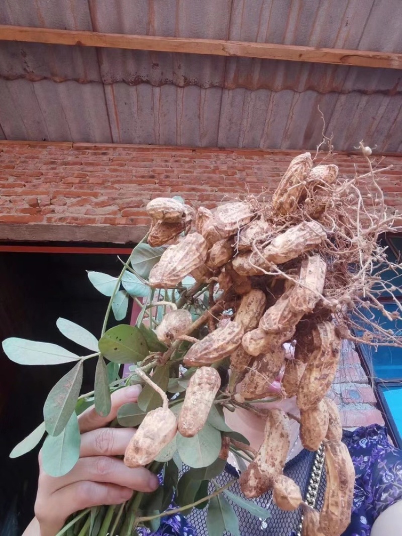云南七彩花生米，新鲜采摘发货！拔好洗好壳晒干拨颗粒，大量