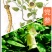 甘肃党参段干货，特优品质，煲汤中药材250g/袋，包邮
