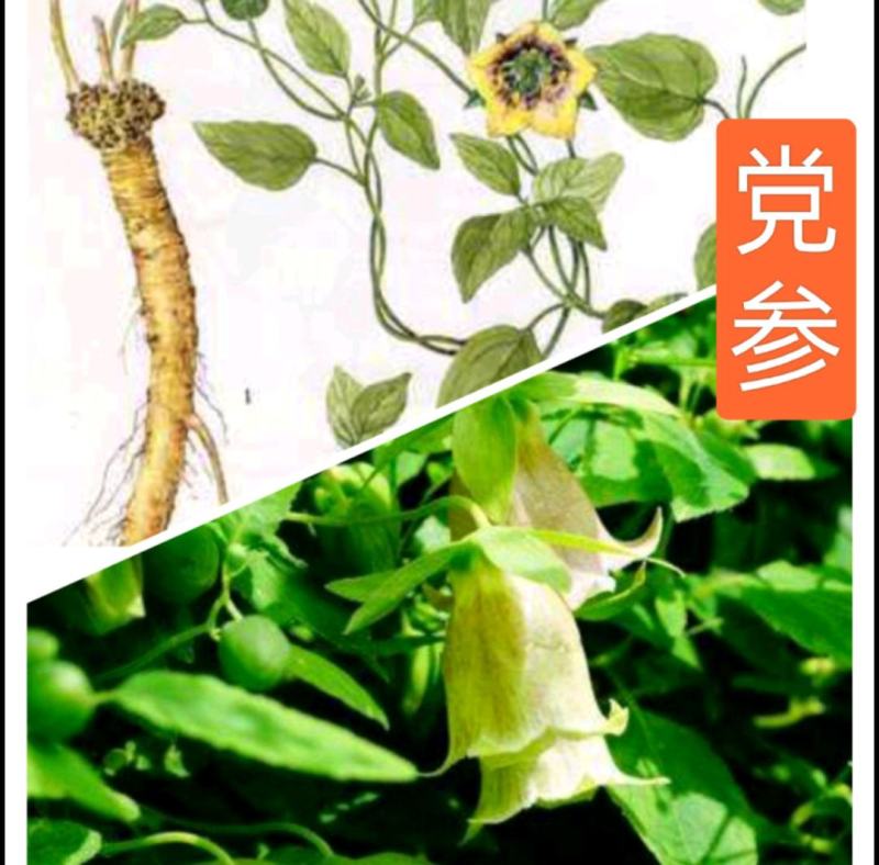甘肃党参段干货，特优品质，煲汤中药材250g/袋，包邮