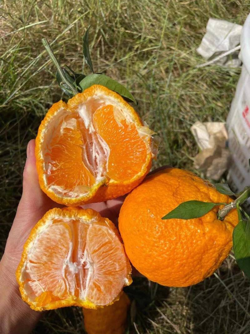 正宗丑橘不知火个头大皮薄无籽甜蜜化渣水分充足视频看货接送