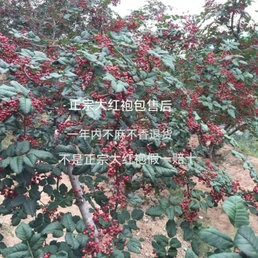 正宗大红袍花椒