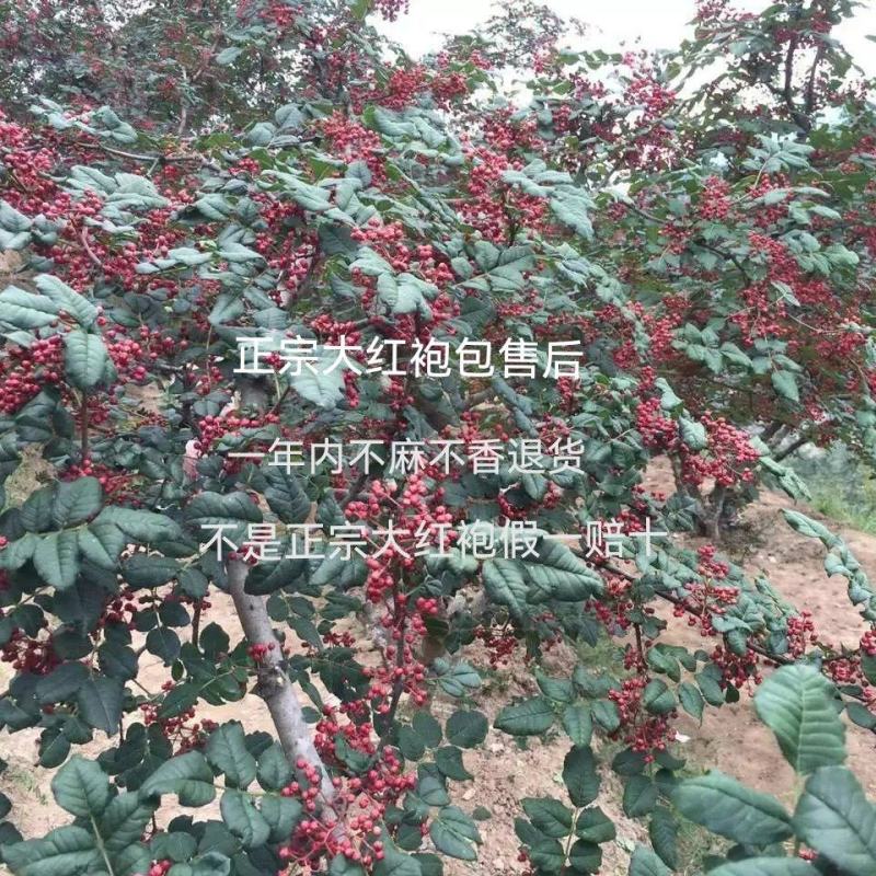 正宗大红袍花椒