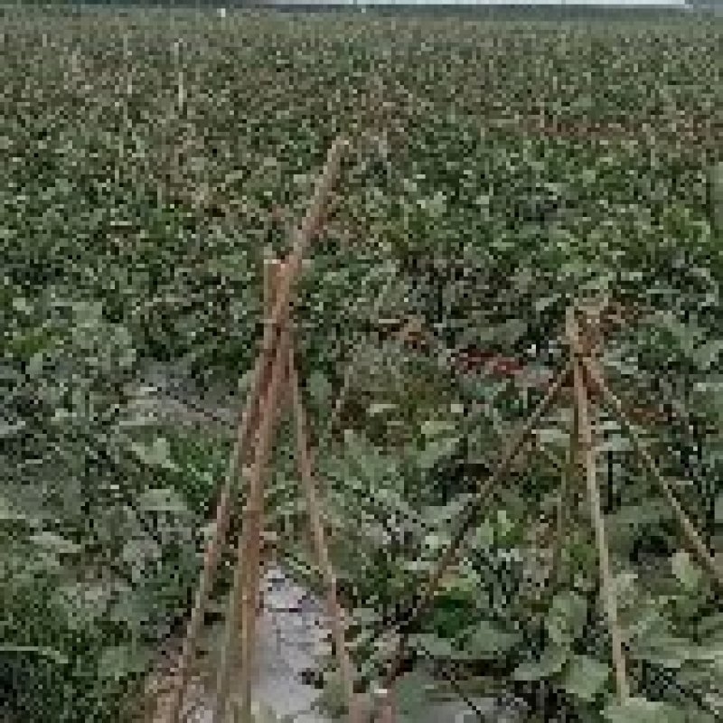 紫茄，黑茄大量出售