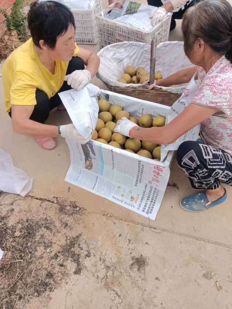 圆黄梨上市中，供应市场，超市，电商平台