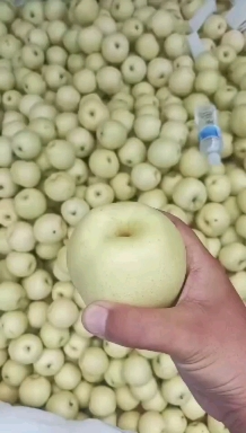 黄冠梨大量现货