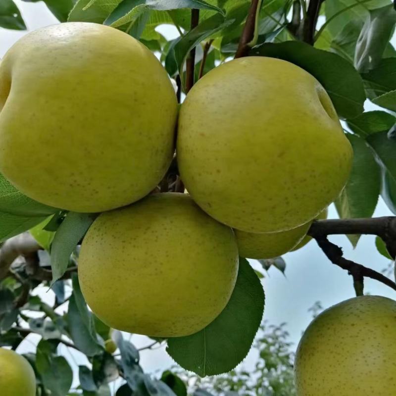 黄冠梨大量现货