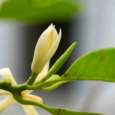 灵山白兰花玉兰花香花黄角兰缅桂花现货量大价优