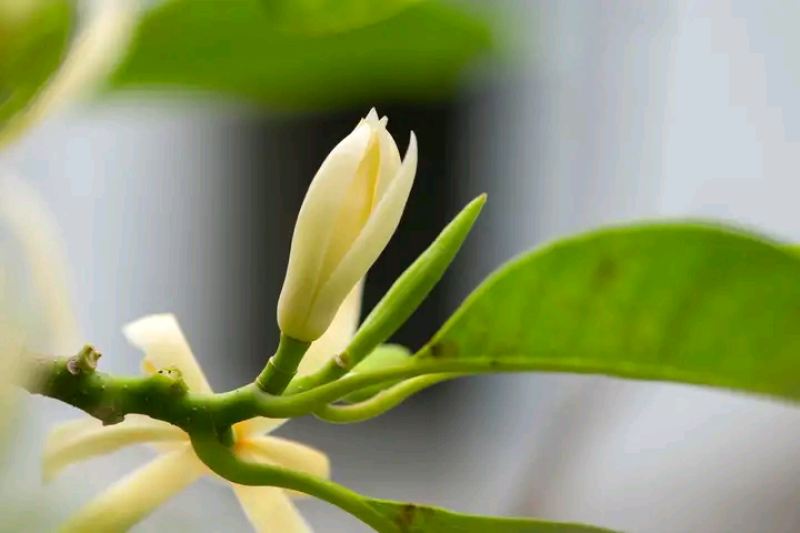 灵山白兰花玉兰花香花黄角兰缅桂花现货量大价优