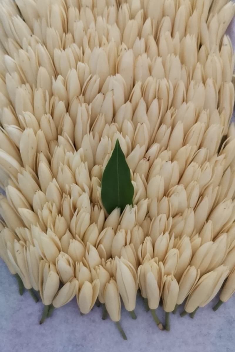 灵山白兰花玉兰花香花黄角兰缅桂花现货量大价优