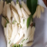 灵山白兰花玉兰花香花黄角兰缅桂花现货量大价优