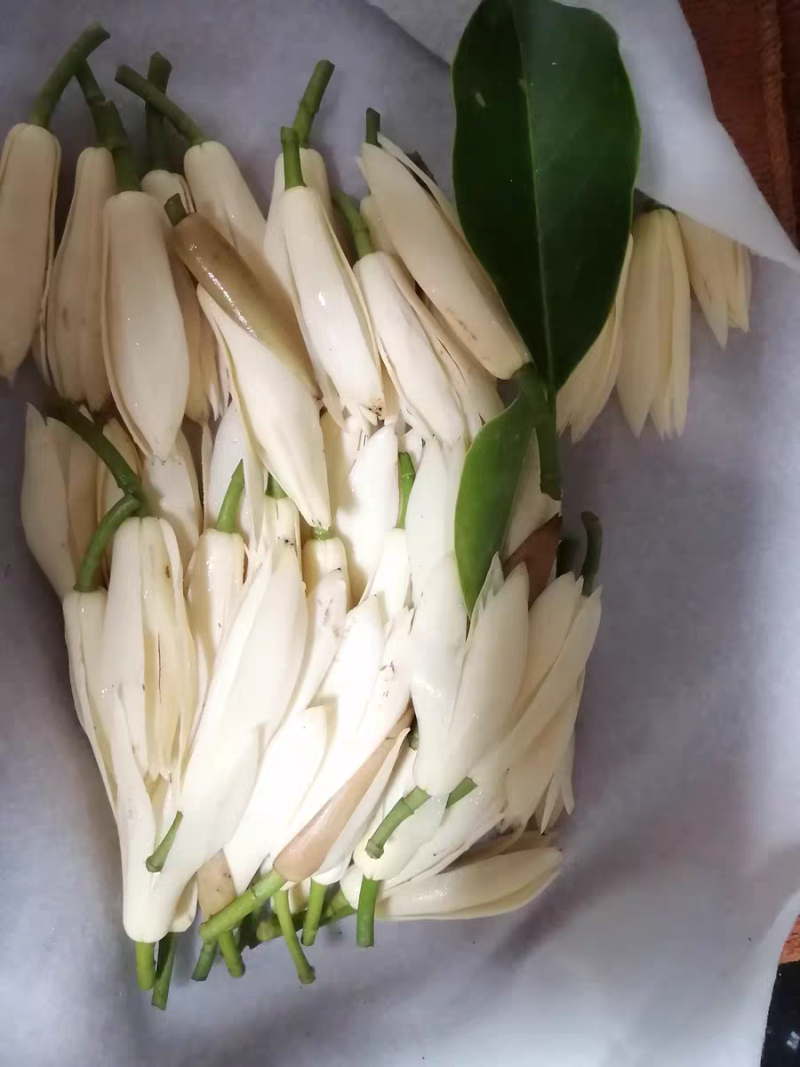 灵山白兰花玉兰花香花黄角兰缅桂花现货量大价优
