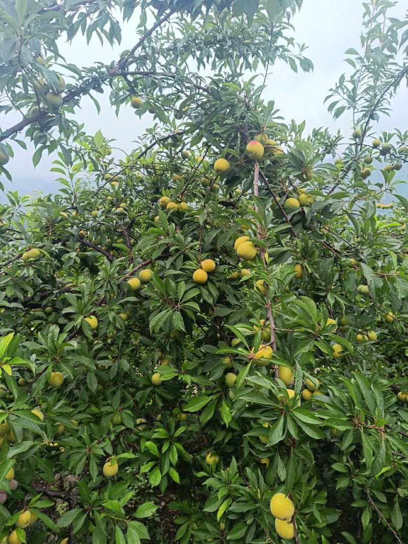 脱骨李子，上巿了，个头中等，口感好，货源充足