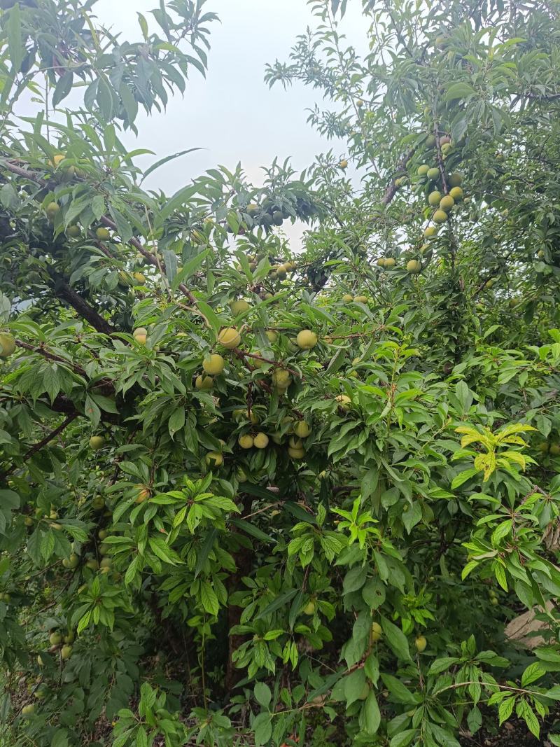脱骨李子，上巿了，个头中等，口感好，货源充足