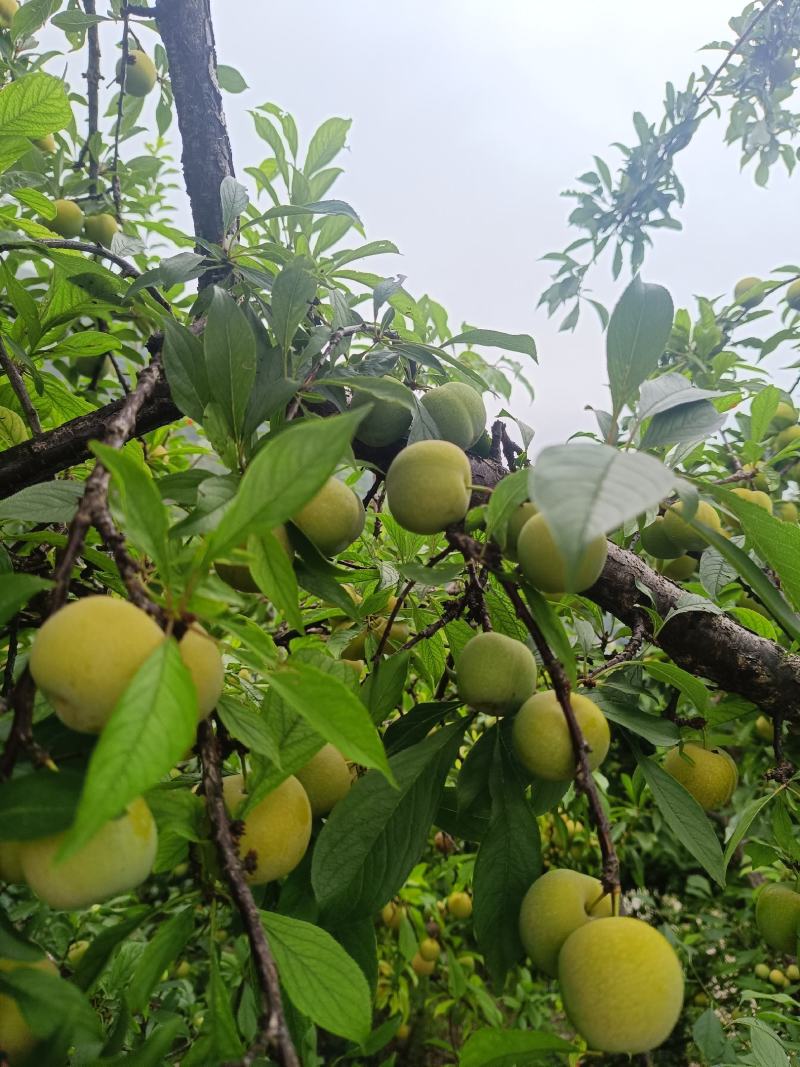 脱骨李子，上巿了，个头中等，口感好，货源充足