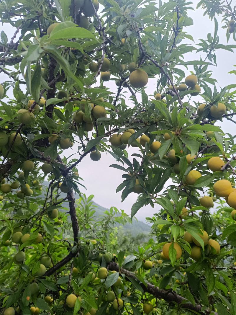 脱骨李子，上巿了，个头中等，口感好，货源充足