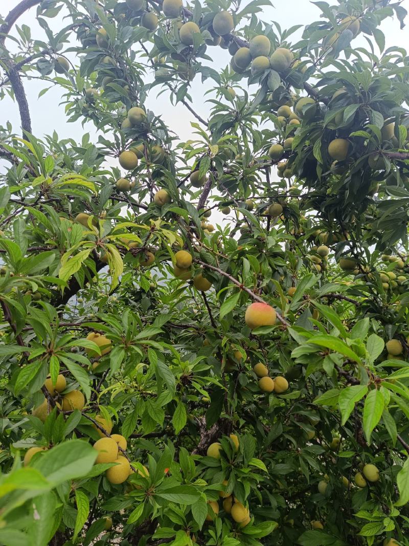 脱骨李子，上巿了，个头中等，口感好，货源充足
