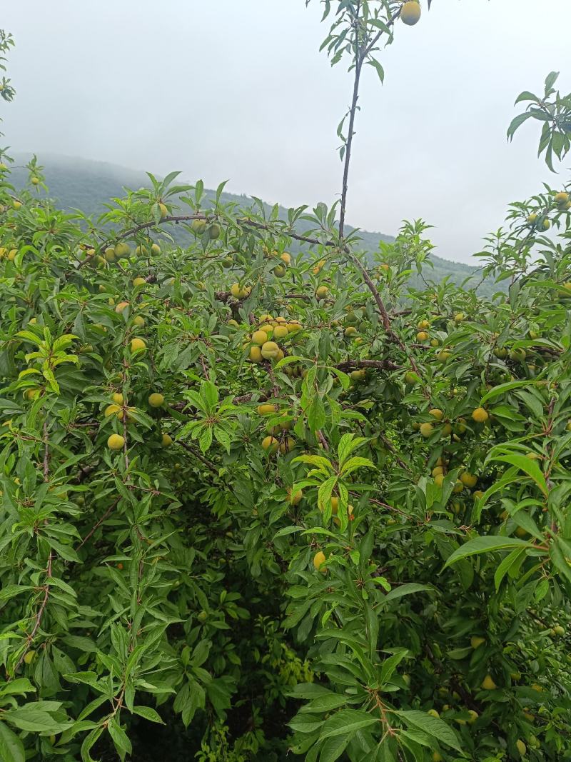 脱骨李子，上巿了，个头中等，口感好，货源充足