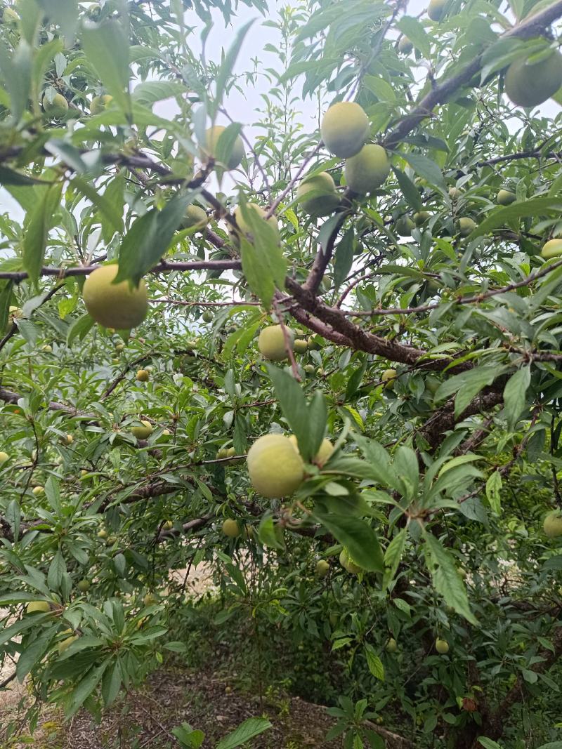 脱骨李子，上巿了，个头中等，口感好，货源充足
