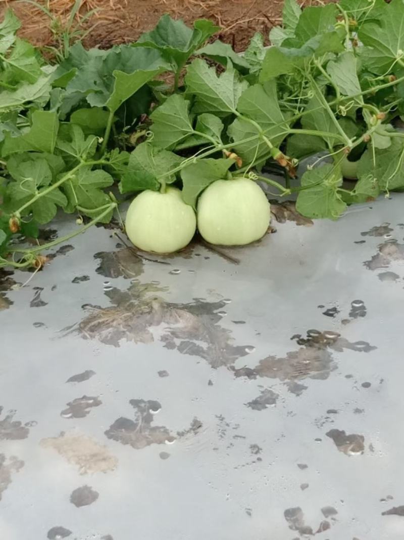 甜瓜