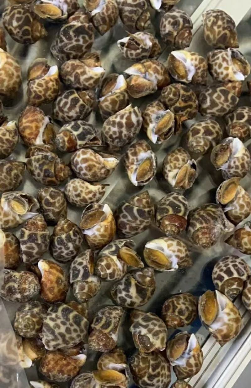 江苏连云港短尾花螺东风螺，实地看货，洽谈合作保质保量