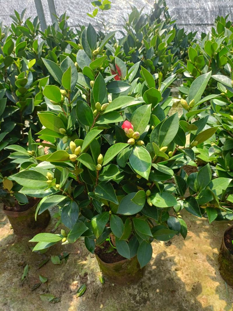 优质四季红山茶四季重瓣茶花，基地直发，品质优良。