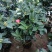 优质四季红山茶四季重瓣茶花，基地直发，品质优良。