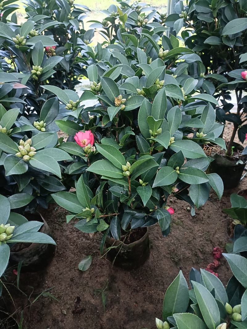 优质四季红山茶四季重瓣茶花，基地直发，品质优良。