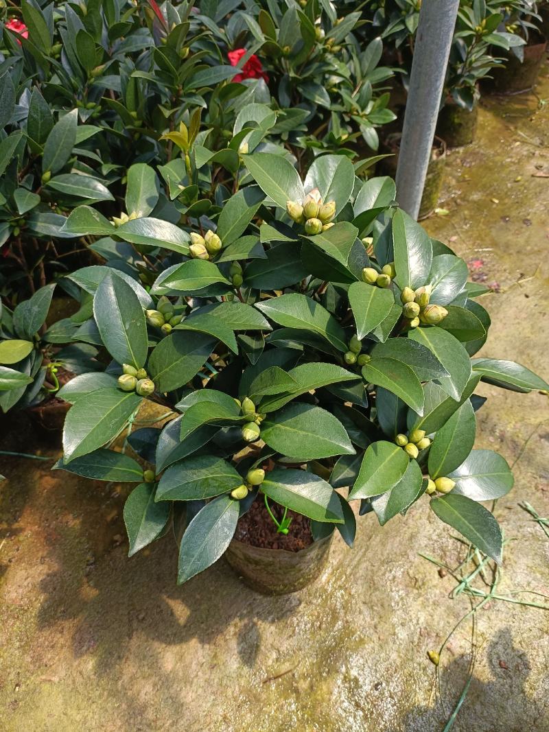 优质四季红山茶四季重瓣茶花，基地直发，品质优良。