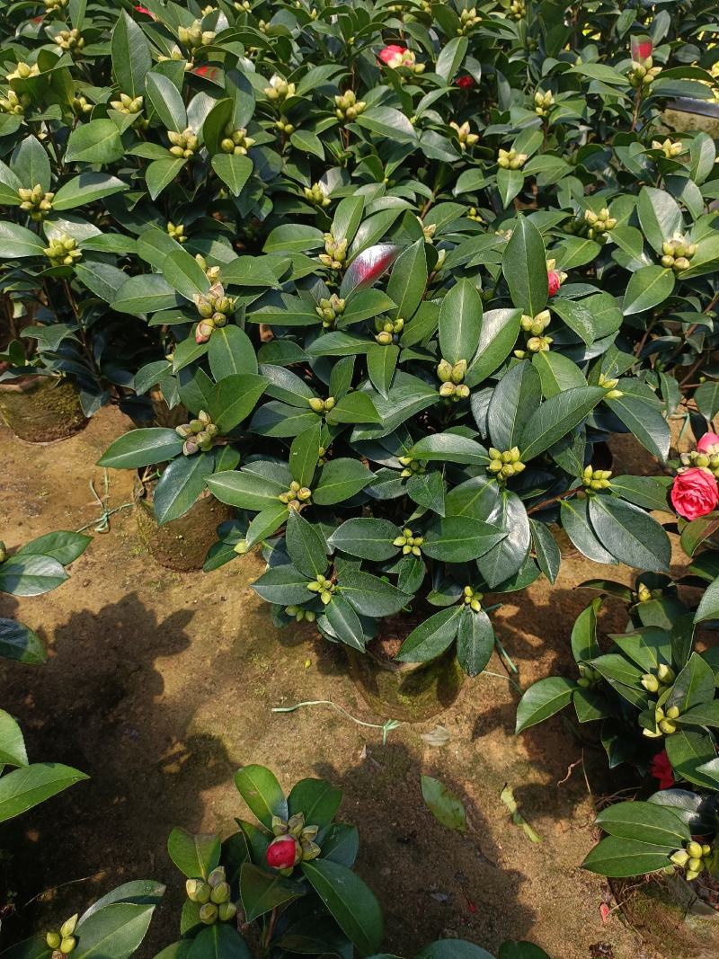 优质四季红山茶四季重瓣茶花，基地直发，品质优良。