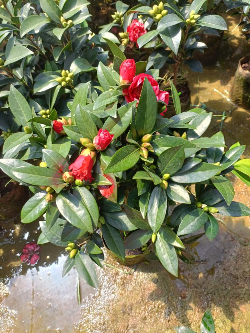 优质四季红山茶四季重瓣茶花，基地直发，品质优良。