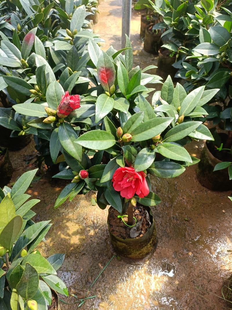 优质四季红山茶四季重瓣茶花，基地直发，品质优良。