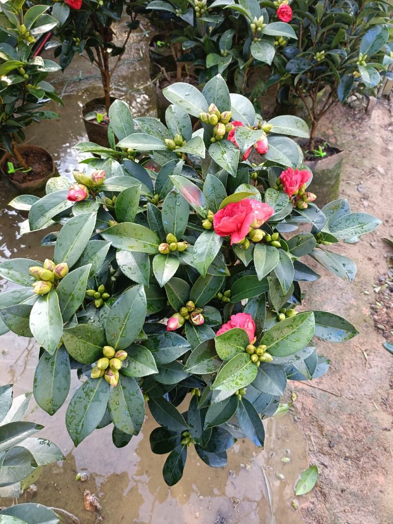优质四季红山茶四季重瓣茶花，基地直发，品质优良。