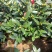 优质四季红山茶四季重瓣茶花，基地直发，品质优良。