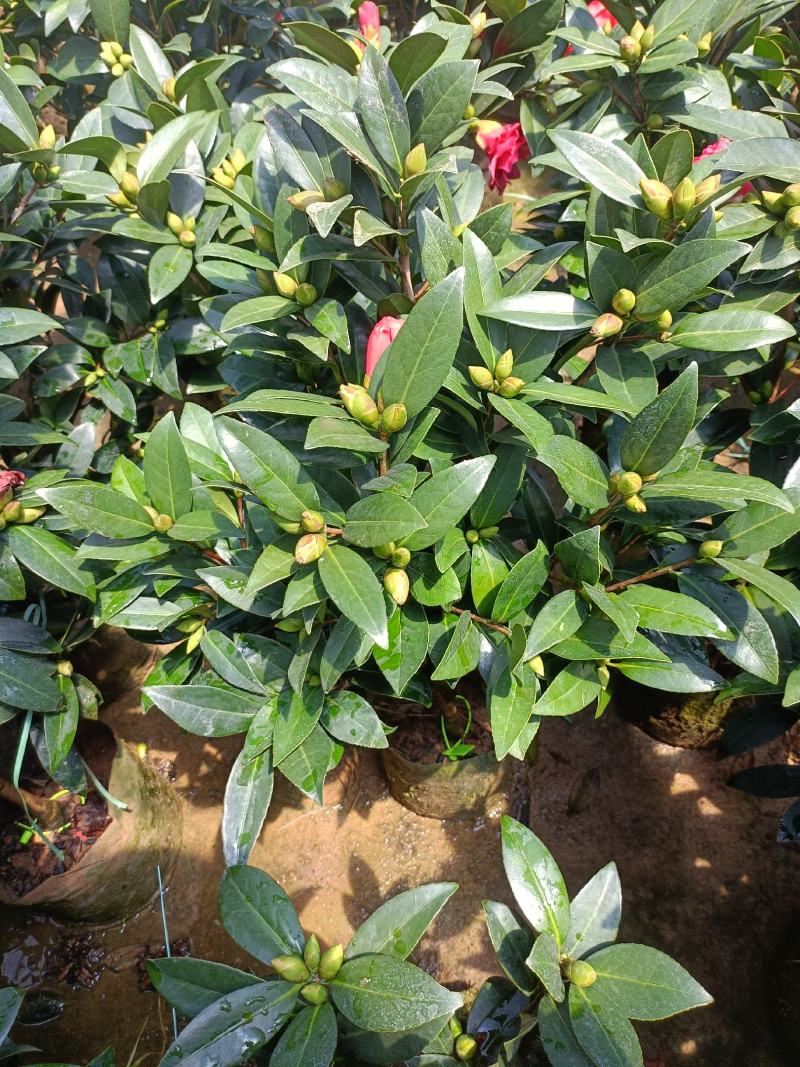 优质四季红山茶四季重瓣茶花，基地直发，品质优良。