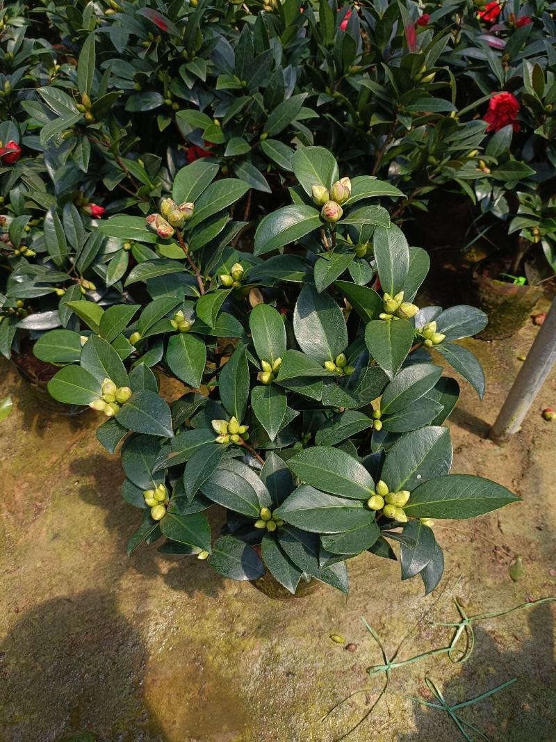 优质四季红山茶四季重瓣茶花，基地直发，品质优良。