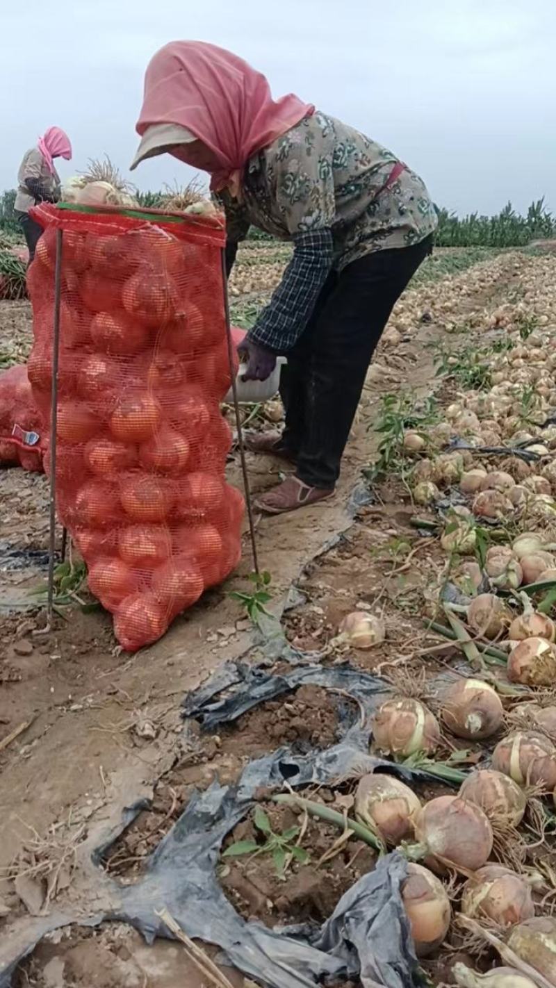 红皮洋葱甘肃洋葱产地货价格便宜对接全国商超批发