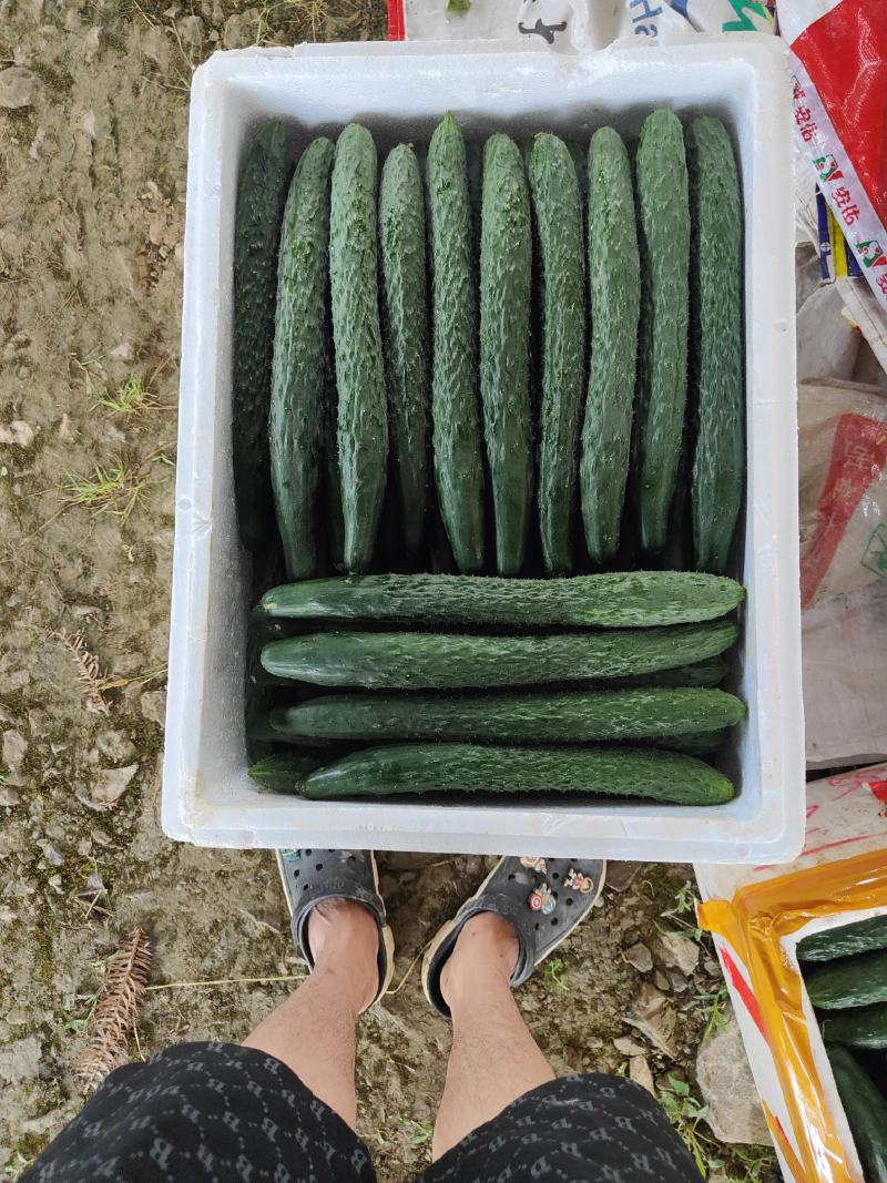 湖北恩施精品青黄瓜，诚信商家，质量保证，欢迎客商选购