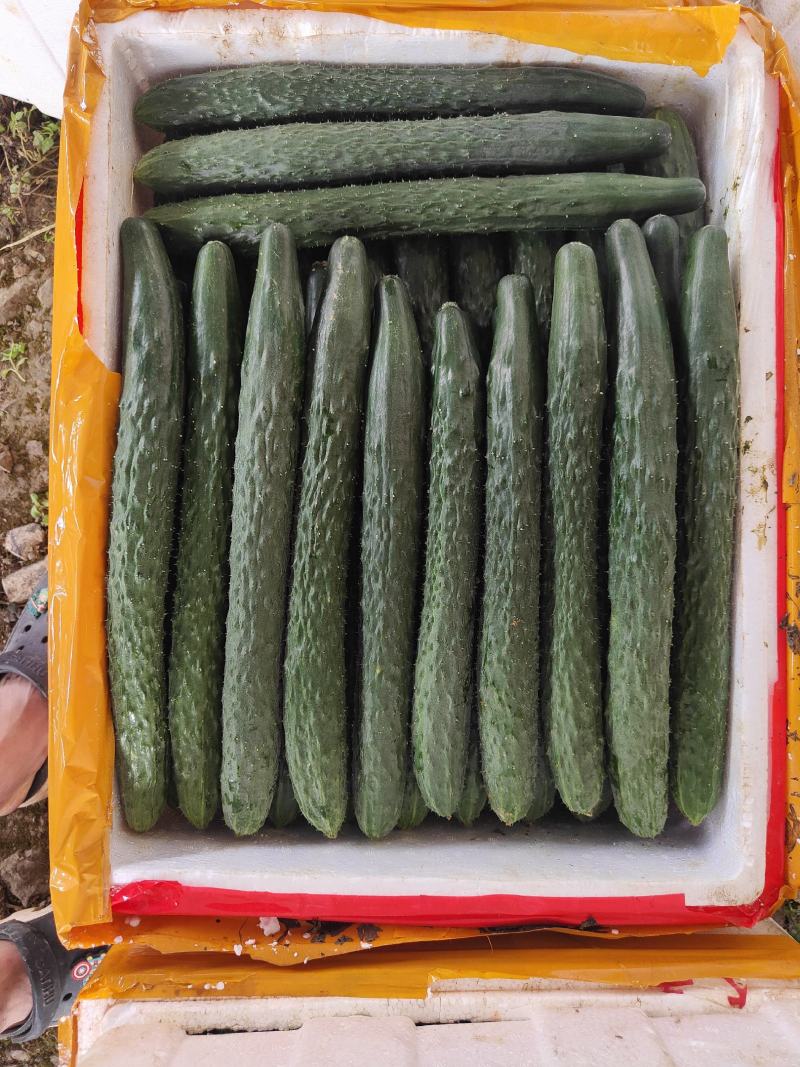 湖北恩施精品青黄瓜，诚信商家，质量保证，欢迎客商选购