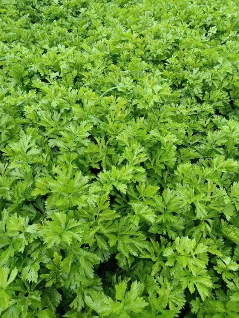 长年出售优质西芹陆地和棚里的