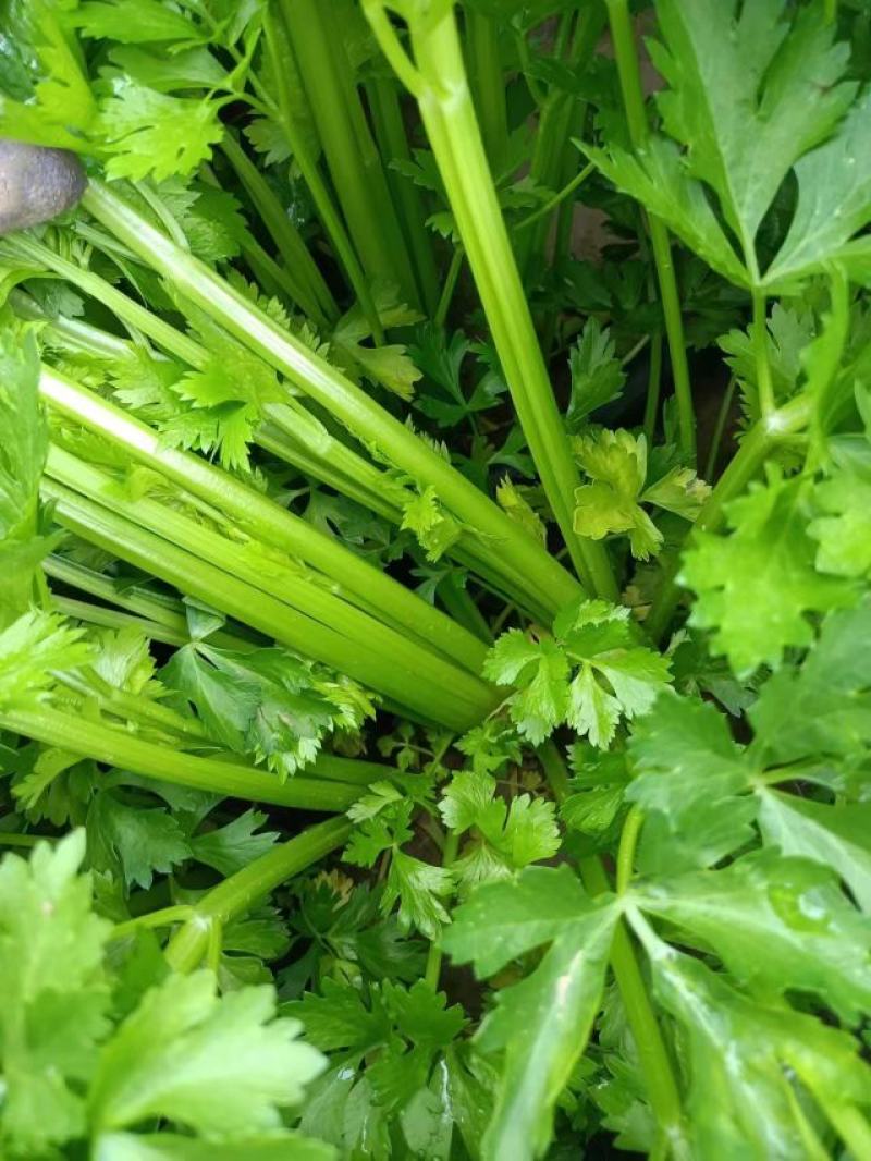 长年出售优质西芹陆地和棚里的
