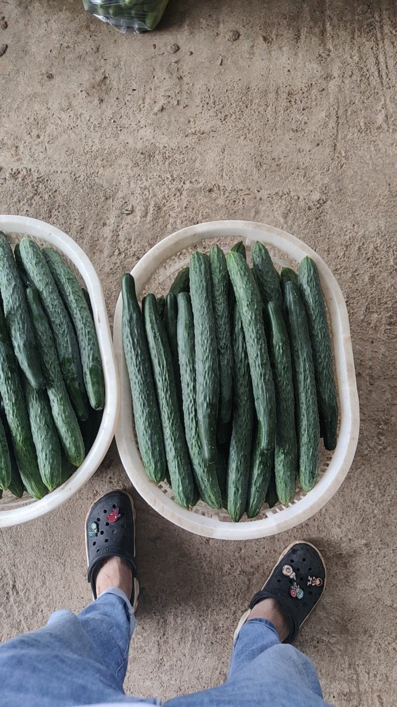 湖北恩施精品青黄瓜，诚信商家，质量保证，欢迎客商选购