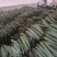 湖北恩施精品青黄瓜，诚信商家，质量保证，欢迎客商选购