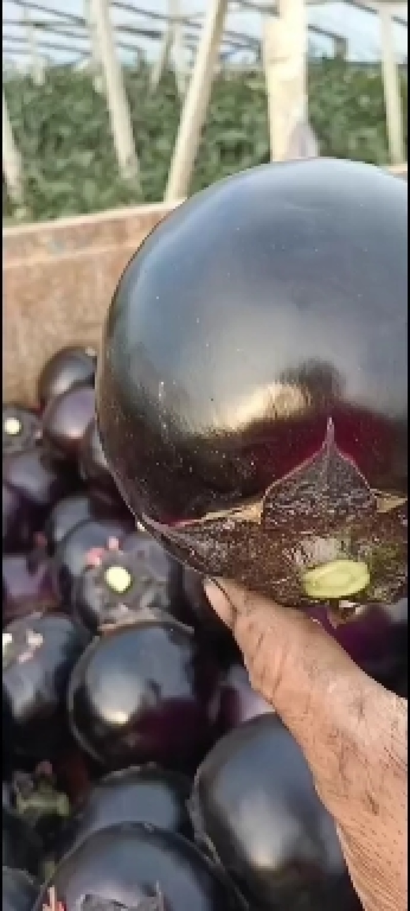 只做精品，万亩基地直发