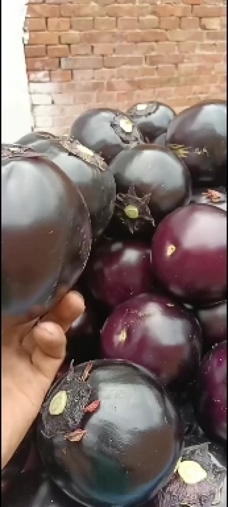 只做精品，万亩基地直发