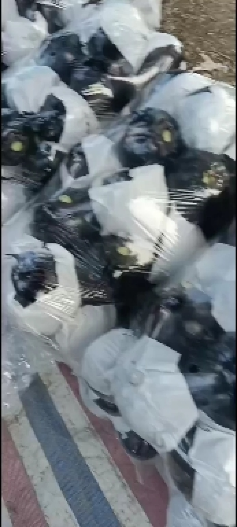 只做精品，万亩基地直发