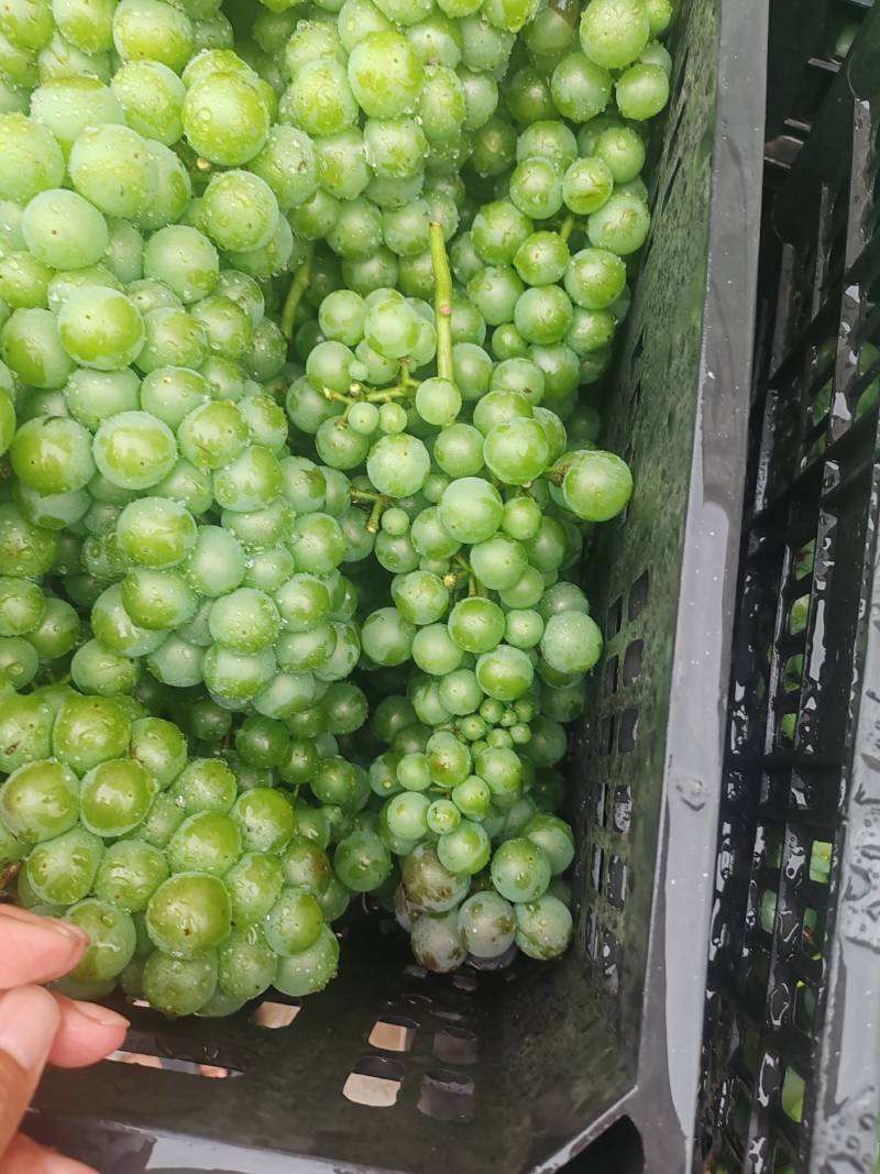 加工葡萄大量上市