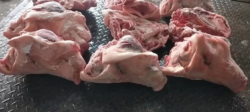 生态猪头